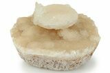 Fascinating Cave Calcite Mushroom Stalactite - Wenshan Mine #223548-1
